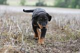 BEAUCERON - PUPPIES 174